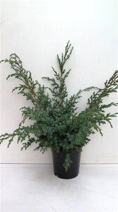 Juniperus chin. 'Blue Alps' 30-40 cm cont. 3,5L - afbeelding 5