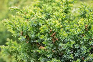 Juniperus chin. 'Blue Alps' 50-60 cm cont. 7,5L - afbeelding 2