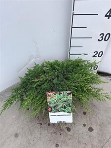 Juniperus comm. 'Green Carpet' 30-40 cm cont. 3,0L - afbeelding 4