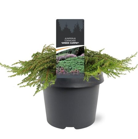 Juniperus comm. 'Green Carpet' 30-40 cm cont. 3,0L - afbeelding 5