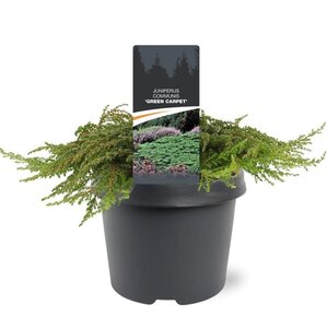Juniperus comm. 'Green Carpet' 30-40 cm cont. 3,0L - afbeelding 5