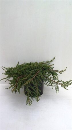Juniperus comm. 'Green Carpet' 30-40 cm cont. 3,5L - afbeelding 3