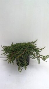 Juniperus comm. 'Green Carpet' 30-40 cm cont. 3,5L - afbeelding 3