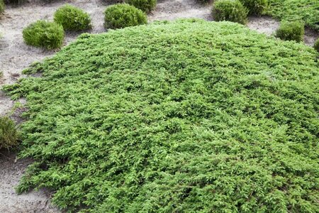 Juniperus comm. 'Green Carpet' 30-40 cm cont. 3,5L - afbeelding 1