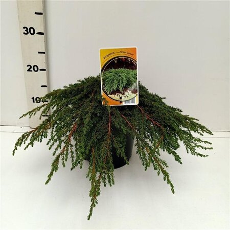 Juniperus comm. 'Green Carpet' 30-40 cm cont. 3,5L - afbeelding 4