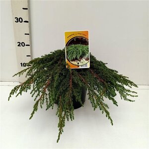 Juniperus comm. 'Green Carpet' 30-40 cm cont. 3,5L - afbeelding 4
