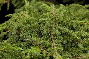 Juniperus comm. 'Green Carpet' 30-40 cm cont. 3,5L - afbeelding 2