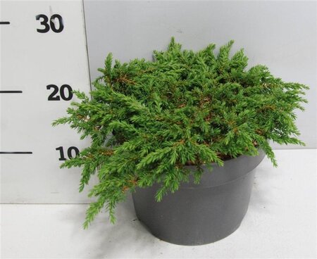 Juniperus comm. 'Green Carpet' 30-40 cm cont. 5,0L - afbeelding 1