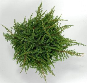 Juniperus comm. 'Green Carpet' 30-40 cm cont. 5,0L - afbeelding 2