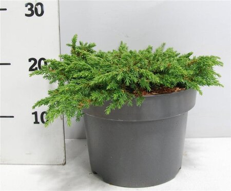 Juniperus comm. 'Green Carpet' 30-40 cm cont. 5,0L - afbeelding 3