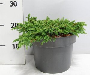 Juniperus comm. 'Green Carpet' 30-40 cm cont. 5,0L - afbeelding 3