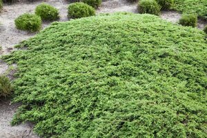 Juniperus comm. 'Green Carpet' 40-50 cm cont. 7,5L - afbeelding 2