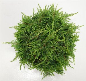Juniperus comm. 'Green Carpet' 40-50 cm cont. 7,5L - afbeelding 4