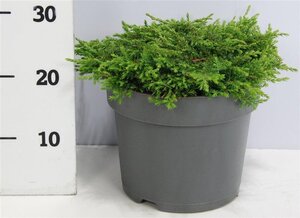 Juniperus comm. 'Green Carpet' 40-50 cm cont. 7,5L - afbeelding 5