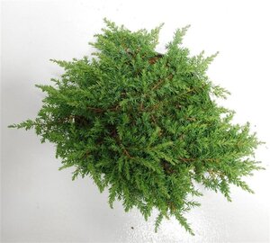 Juniperus comm. 'Green Carpet' 40-50 cm cont. 7,5L - afbeelding 5