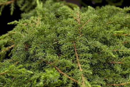 Juniperus comm. 'Green Carpet' 40-50 cm cont. 7,5L - afbeelding 3