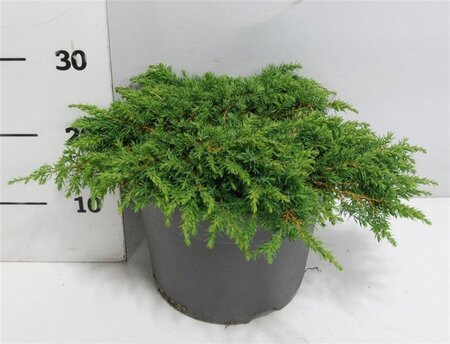 Juniperus comm. 'Green Carpet' 40-50 cm cont. 7,5L - afbeelding 6