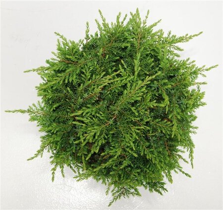 Juniperus comm. 'Green Carpet' 40-50 cm cont. 7,5L - image 4