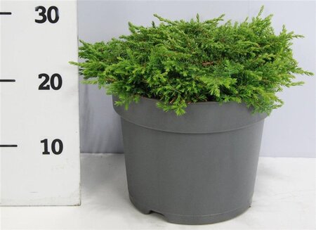 Juniperus comm. 'Green Carpet' 40-50 cm cont. 7,5L - image 5