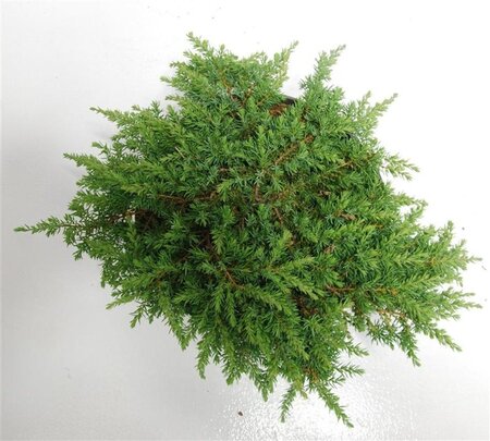 Juniperus comm. 'Green Carpet' 40-50 cm cont. 7,5L - image 5
