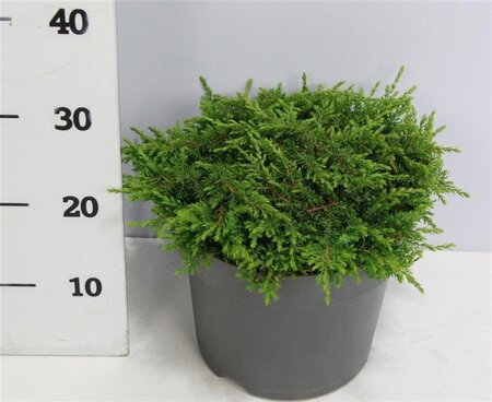 Juniperus comm. 'Green Carpet' 40-50 cm cont. 7,5L - image 6