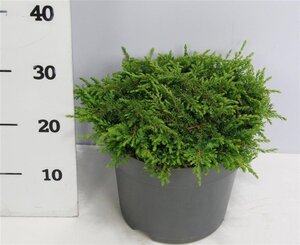 Juniperus comm. 'Green Carpet' 40-50 cm cont. 7,5L - image 6