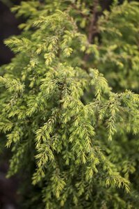 Juniperus comm. 'Gold Cone' 25-30 cm cont. 3,0L