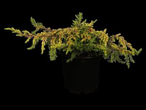 Juniperus comm. 'Goldschatz' 25-30 cm cont. 3,0L - afbeelding 3