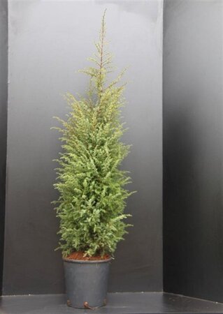 Juniperus comm. 'Hibernica' 100-125 cm met kluit - afbeelding 6