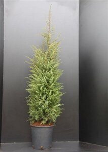 Juniperus comm. 'Hibernica' 100-125 cm met kluit - afbeelding 6