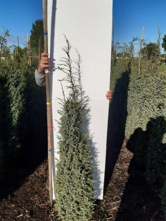 Juniperus comm. 'Hibernica' 100-125 cm met kluit - afbeelding 4