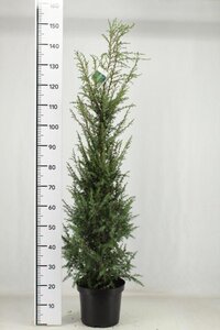 Juniperus comm. 'Hibernica' 100-125 cm RB - image 4