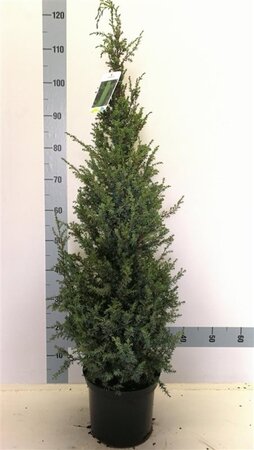 Juniperus comm. 'Hibernica' 80-100 cm met kluit - afbeelding 5