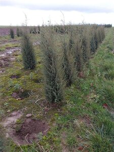 Juniperus comm. 'Hibernica' 80-100 cm met kluit - afbeelding 4