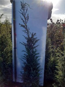 Juniperus comm. 'Hibernica' 80-100 cm RB - image 5