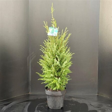 Juniperus comm. 'Hibernica' 80-100 cm RB - image 4