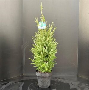 Juniperus comm. 'Hibernica' 80-100 cm RB - image 4
