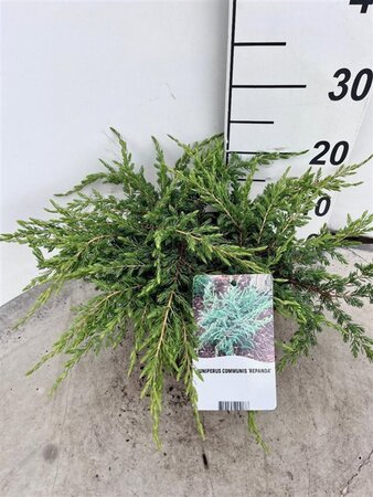 Juniperus comm. 'Repanda' 30-40 cm cont. 3,0L - afbeelding 4