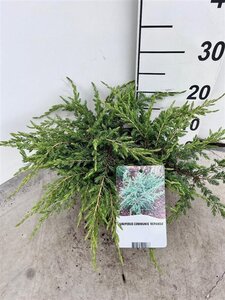Juniperus comm. 'Repanda' 30-40 cm cont. 3,0L - afbeelding 4