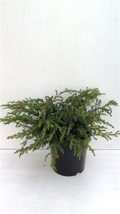 Juniperus comm. 'Repanda' 30-40 cm cont. 3,5L - afbeelding 3
