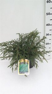 Juniperus comm. 'Repanda' 30-40 cm cont. 3,5L - afbeelding 4