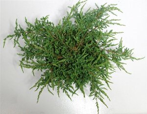Juniperus comm. 'Repanda' 40-50 cm cont. 7,5L - afbeelding 5