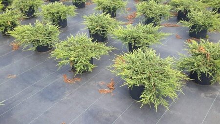 Juniperus comm. 'Repanda' 40-50 cm cont. 7,5L - afbeelding 4