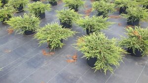 Juniperus comm. 'Repanda' 40-50 cm cont. 7,5L - afbeelding 4