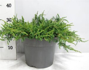 Juniperus comm. 'Repanda' 40-50 cm cont. 7,5L - image 2