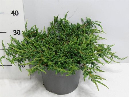 Juniperus comm. 'Repanda' 40-50 cm cont. 7,5L - image 3