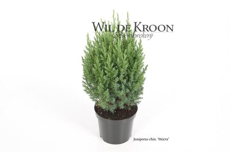 Juniperus chin. 'Stricta' 25-30 cm cont. 2,0L - afbeelding 6
