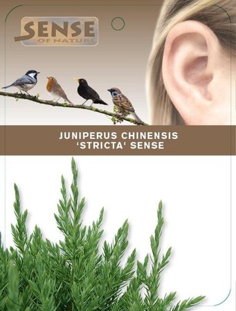 Juniperus chin. 'Stricta' 25-30 cm cont. 2,0L - afbeelding 2