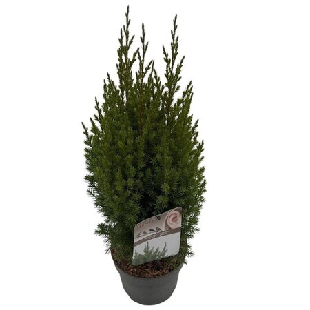 Juniperus chin. 'Stricta' 25-30 cm cont. 2,0L - afbeelding 3