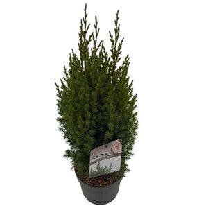 Juniperus chin. 'Stricta' 25-30 cm cont. 2,0L - afbeelding 3